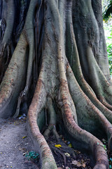 roots of a tree, lissabon, portugal