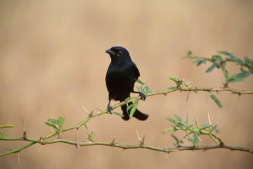 Black Drongo, Dicrurus macrocercus, at Kanha National Park, Madya Pradesh, India.