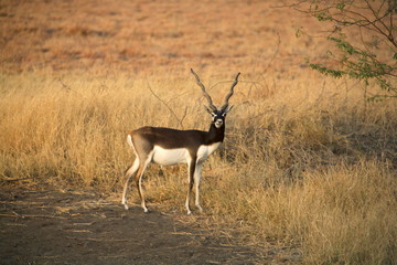 A Male Black Buck, Antelope cervicapra at Velavadar sanctuary, Gujrat, India.