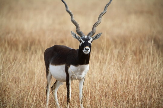 A Male Black Buck, Antelope cervicapra at Velavadar sanctuary, Gujrat, India.