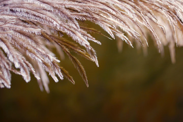 Blurred image of fluffy feather on shiny background. Abstract nature background. Cropped shot of an owl feather.