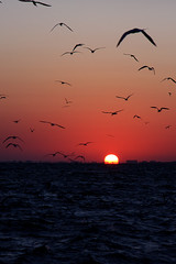 Birds at Sunrise