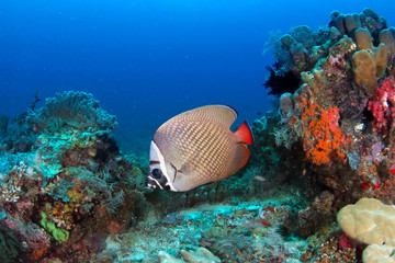 Fototapeta na wymiar Сoral reef with Redtail butterflyfish