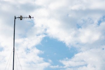 Blue sky background and an antenna with a bird perched