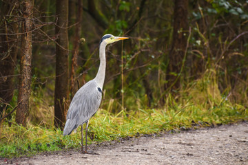 gray heron standing on ground. detailed image. space for text. landscape orientation