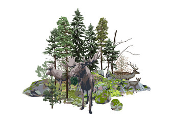 Moose and reindeers walking among the coniferous trees and the rocks, covered with the green moss.