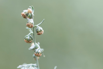 Wormwood blooms, close-up, blurred background
