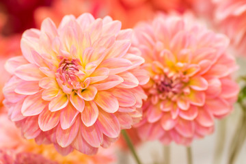 Close-up of a Dahlia Flower. View to blooming Dahlia Flowers in the Summertime. Flowering Dahlias and Ornamental Flowers
