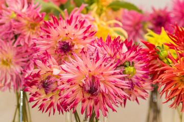 Obraz premium Close-up of a Dahlia Flower. View to blooming Dahlia Flowers in the Summertime. Flowering Dahlias and Ornamental Flowers