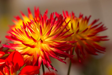 Close-up of a Dahlia Flower. View to blooming Dahlia Flowers in the Summertime. Flowering Dahlias and Ornamental Flowers