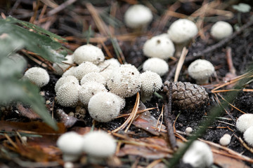 Mushrooms Lycoperdon perlatum (common puffball, warted puffball) in a pine forest close-up, macro shot, blurred background