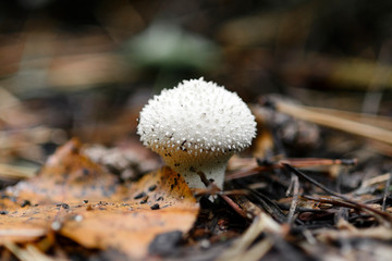 Mushroom Lycoperdon perlatum (common puffball, warted puffball) in a forest close-up, macro shot, blurred background