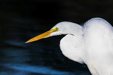 Great egret@Baton Rouge