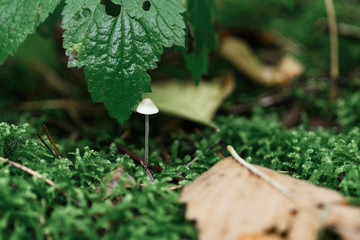 A small mycene mushroom among moss, pine needles and leaves in the forest after rain. Macro shot with blurry background.
