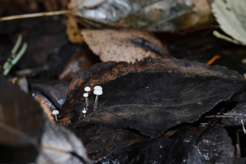 Very small white mushrooms grow in the autumn forest after rain on fallen leaves. Macro shot.