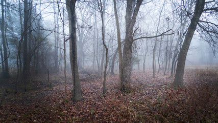 Winter fog in the forest