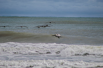 seagull on the beach