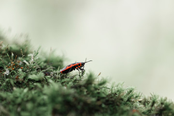 Beautiful vibrant Pyrrhocoris apterus looks thoughtfully at the sky among green moss in the forest, macro shot with blurry background