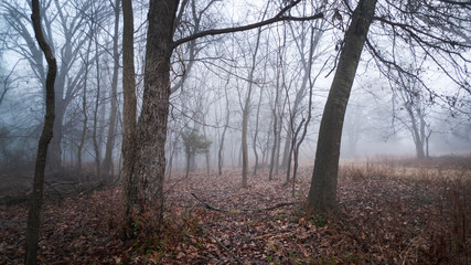 Winter fog in the forest