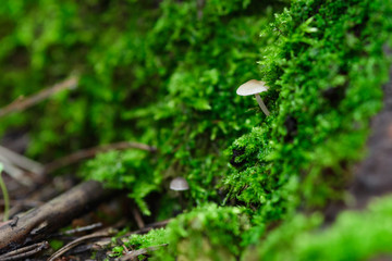 Beautiful little mushrooms in the moss after rain grow vertically, macro shot with blurry background.