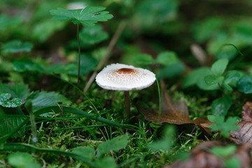 Small brown-white mushroom among moss and grasses in a summer forest after rain, macro shot