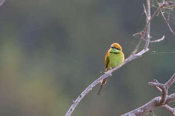 Bee eater