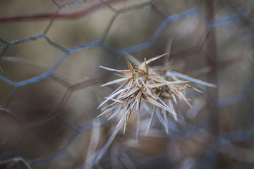 Wild prairie grass background with blurred wire fence