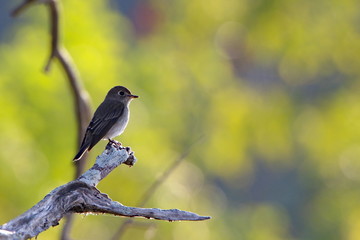 bird on a branch