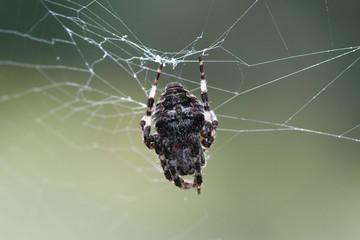 Big furry scary spider in a web in the forest. Macro shot with blurry background.