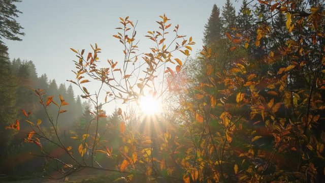 Close up of beautiful autumn  leaves against sunset in mountains