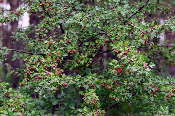Fototapeta na wymiar Bush crataegus monogyna with fruits in the summer forest, close-up