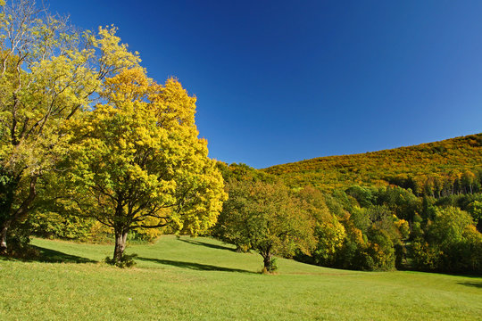 Herbst Im Wienerwald