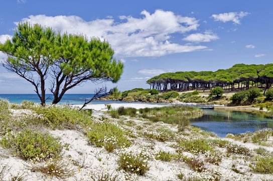Pineta e mare 