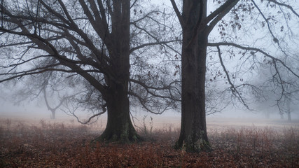 Oak trees in the fog with bare branches