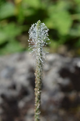 Hoary plantain