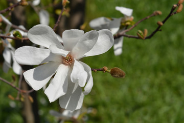 Star magnolia