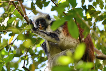 Zanzibar red colobus in Jozani forest. Tanzania, Africa