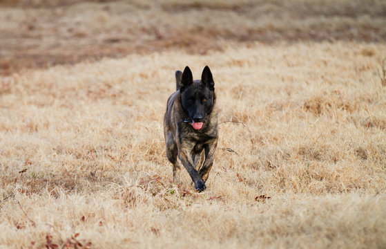 Dutch Shepherd Dog Running Fast Toward Viewer Or Camera