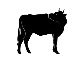 Silhouette of a cow isolated on white background. Vector illustration.