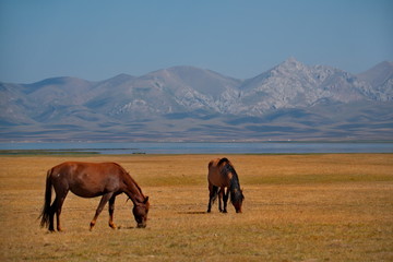 Fototapeta na wymiar Central Asia. Kyrgyzstan. Freely grazing herds of horses in the Eastern part of the Pamir tract on the border with Tajikistan.