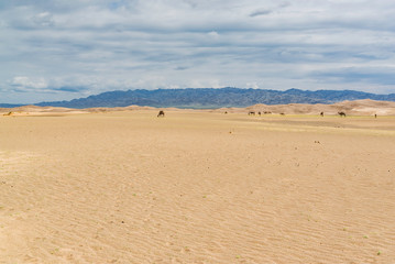 Fototapeta na wymiar Animals of the Khongor Sand Dunes