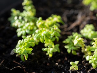 Fresh green fern leaves in the forest.