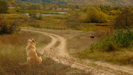 Red dog sitting on the road in the autumn landscape