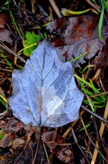 leaf on the ground