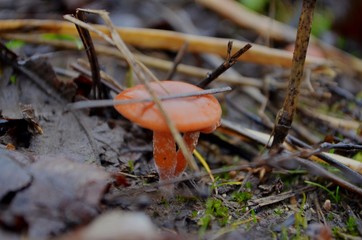 mushroom in forest