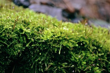 moss on tree