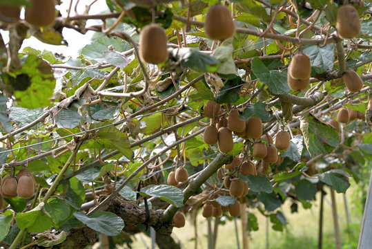 Fruits of kiwi, on the branch