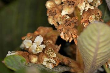 Flowers and buds of Japanese Loquat, Eriobotrya japonica