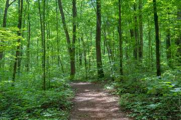 Sitton's Gulch Trail, Cloudland Canyon State Park, Georgia, USA
