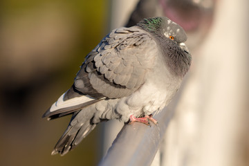portrait of gray pigeon